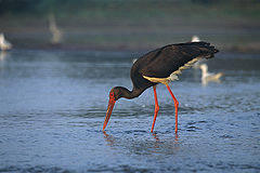 Ciconia nigra